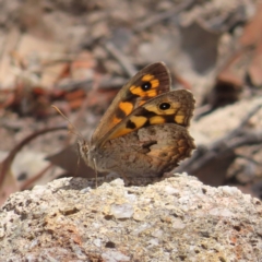 Geitoneura klugii (Marbled Xenica) at Mount Taylor - 21 Jan 2023 by MatthewFrawley