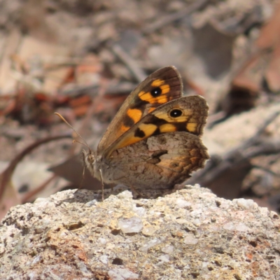 Geitoneura klugii (Marbled Xenica) at Mount Taylor - 21 Jan 2023 by MatthewFrawley