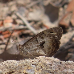 Geitoneura klugii at Kambah, ACT - 21 Jan 2023