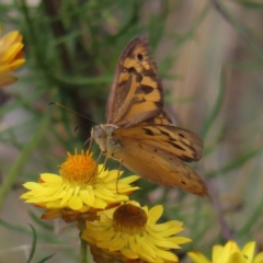 Heteronympha merope (Common Brown Butterfly) at Mount Taylor - 21 Jan 2023 by MatthewFrawley