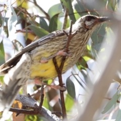 Anthochaera carunculata at Rendezvous Creek, ACT - 21 Jan 2023