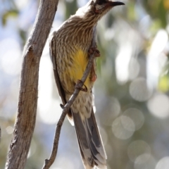 Anthochaera carunculata at Rendezvous Creek, ACT - 21 Jan 2023