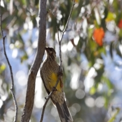 Anthochaera carunculata at Rendezvous Creek, ACT - 21 Jan 2023