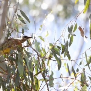 Anthochaera carunculata at Rendezvous Creek, ACT - 21 Jan 2023