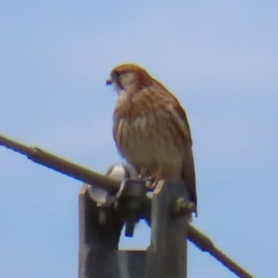 Falco cenchroides (Nankeen Kestrel) at Mount Taylor - 21 Jan 2023 by MatthewFrawley