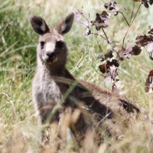 Macropus giganteus at Rendezvous Creek, ACT - 21 Jan 2023 11:41 AM