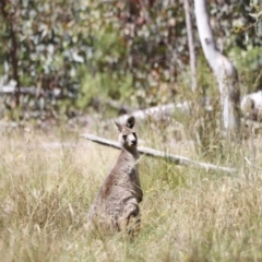 Macropus giganteus at Rendezvous Creek, ACT - 21 Jan 2023 11:41 AM