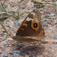 Junonia villida (Meadow Argus) at Mount Taylor - 21 Jan 2023 by MatthewFrawley