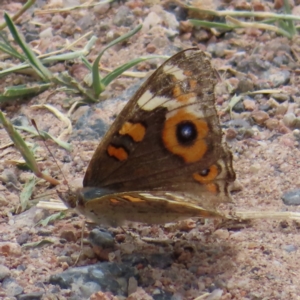 Junonia villida at Kambah, ACT - 21 Jan 2023 11:47 AM