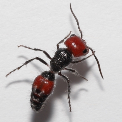 Unidentified Other wasp at Wellington Point, QLD - 19 Jan 2023 by TimL