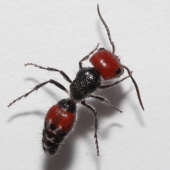 Unidentified Other wasp (TBC) at Wellington Point, QLD - 19 Jan 2023 by TimL