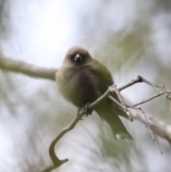 Artamus cyanopterus (Dusky Woodswallow) at Booth, ACT - 20 Jan 2023 by JimL