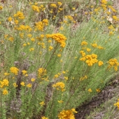 Chrysocephalum semipapposum (Clustered Everlasting) at Fisher, ACT - 21 Jan 2023 by MatthewFrawley