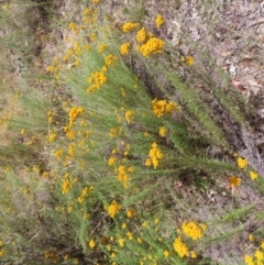 Chrysocephalum semipapposum at Fisher, ACT - 21 Jan 2023