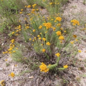 Chrysocephalum semipapposum at Fisher, ACT - 21 Jan 2023