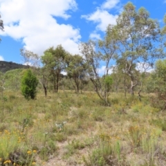 Chrysocephalum semipapposum at Fisher, ACT - 21 Jan 2023