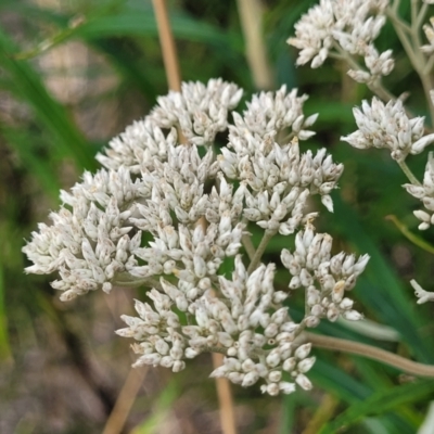 Cassinia longifolia (Shiny Cassinia, Cauliflower Bush) at Carwoola, NSW - 21 Jan 2023 by trevorpreston