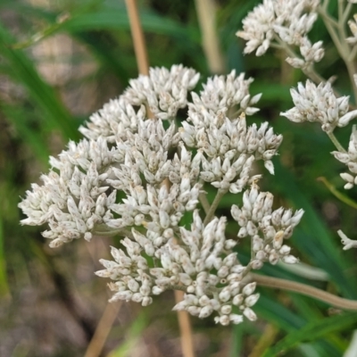 Cassinia longifolia (Shiny Cassinia, Cauliflower Bush) at Carwoola, NSW - 20 Jan 2023 by trevorpreston