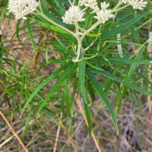 Cassinia longifolia at Carwoola, NSW - 21 Jan 2023