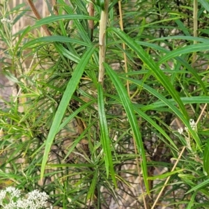 Cassinia longifolia at Carwoola, NSW - 21 Jan 2023