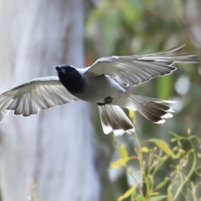 Coracina novaehollandiae (Black-faced Cuckooshrike) at Booth, ACT - 20 Jan 2023 by JimL