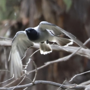 Coracina novaehollandiae at Booth, ACT - 21 Jan 2023 09:59 AM