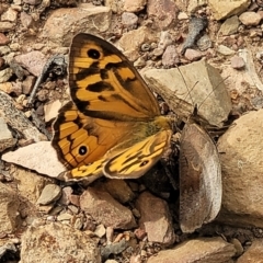 Heteronympha merope (Common Brown Butterfly) at Cuumbeun Nature Reserve - 20 Jan 2023 by trevorpreston