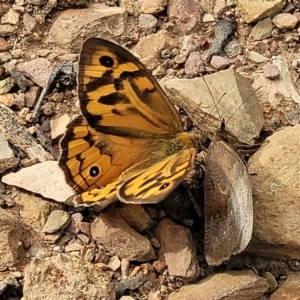 Heteronympha merope at Carwoola, NSW - 21 Jan 2023