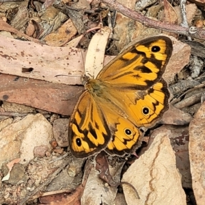 Heteronympha merope at Carwoola, NSW - 21 Jan 2023