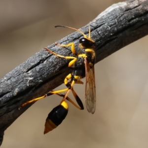 Sceliphron laetum at Wodonga, VIC - 21 Jan 2023 10:07 AM