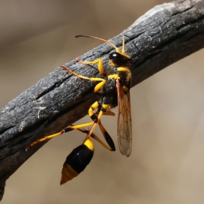 Sceliphron laetum (Common mud dauber wasp) at WREN Reserves - 20 Jan 2023 by KylieWaldon