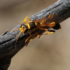 Sceliphron laetum at Wodonga, VIC - 21 Jan 2023 10:07 AM