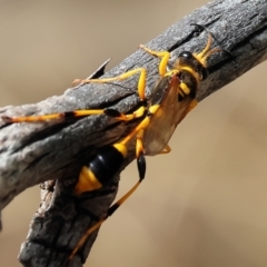 Sceliphron laetum at Wodonga, VIC - 21 Jan 2023 10:07 AM