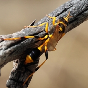 Sceliphron laetum at Wodonga, VIC - 21 Jan 2023