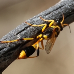 Sceliphron laetum at Wodonga, VIC - 21 Jan 2023