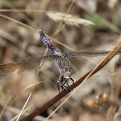 Orthetrum caledonicum (Blue Skimmer) at Wodonga, VIC - 21 Jan 2023 by KylieWaldon