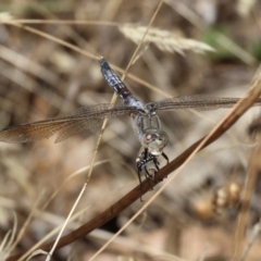 Orthetrum caledonicum at Wodonga, VIC - 21 Jan 2023 10:17 AM