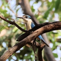 Todiramphus sanctus (Sacred Kingfisher) at Wodonga, VIC - 21 Jan 2023 by KylieWaldon