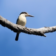 Todiramphus sanctus at Wodonga, VIC - 21 Jan 2023 10:12 AM