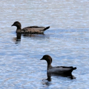 Chenonetta jubata at Wodonga, VIC - 21 Jan 2023 10:14 AM