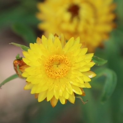 Xerochrysum bracteatum (Golden Everlasting) at Mongarlowe, NSW - 21 Jan 2023 by LisaH