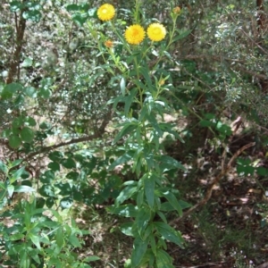 Xerochrysum bracteatum at Mongarlowe, NSW - 21 Jan 2023