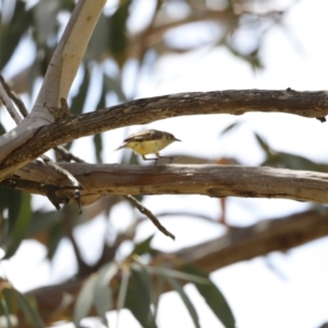 Acanthiza reguloides at Rendezvous Creek, ACT - 21 Jan 2023