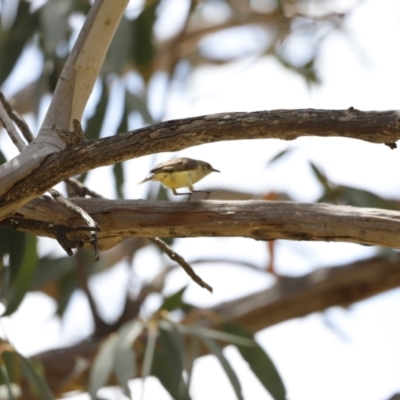 Acanthiza reguloides (Buff-rumped Thornbill) at Namadgi National Park - 21 Jan 2023 by JimL