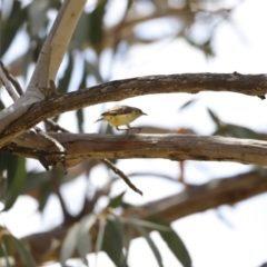 Acanthiza reguloides (Buff-rumped Thornbill) at Rendezvous Creek, ACT - 21 Jan 2023 by JimL