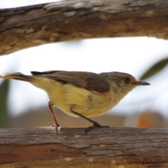 Acanthiza reguloides at Rendezvous Creek, ACT - 21 Jan 2023