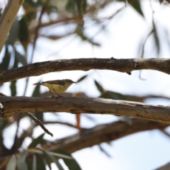 Acanthiza reguloides at Rendezvous Creek, ACT - 21 Jan 2023