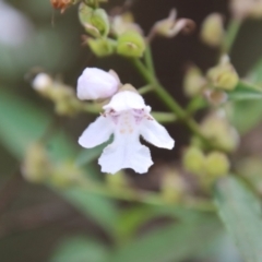 Prostanthera lasianthos (Victorian Christmas Bush) at Mongarlowe River - 21 Jan 2023 by LisaH