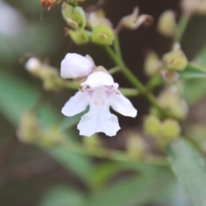 Prostanthera lasianthos at Mongarlowe, NSW - 21 Jan 2023