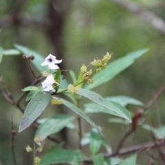 Prostanthera lasianthos at Mongarlowe, NSW - 21 Jan 2023